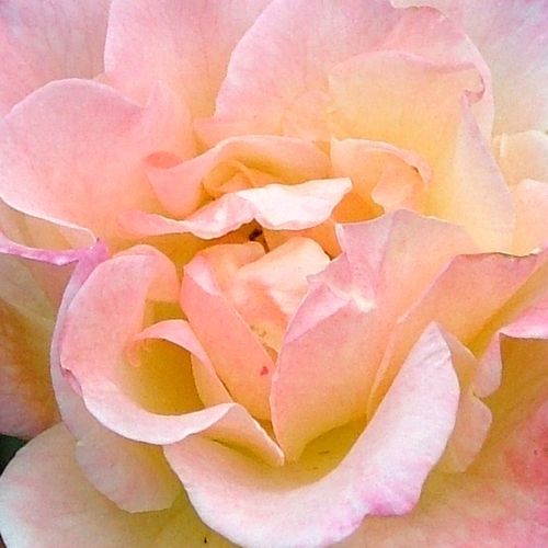 Rosa Peach Drift® - rosa de fragancia discreta - Árbol de Rosas Floribunda - rosal de pie alto - naranja - Alain Meilland- froma de corona llorona - Rosal de árbol con multitud de flores que se abren en grupos no muy densos.